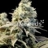 Northern Light Seeds Image