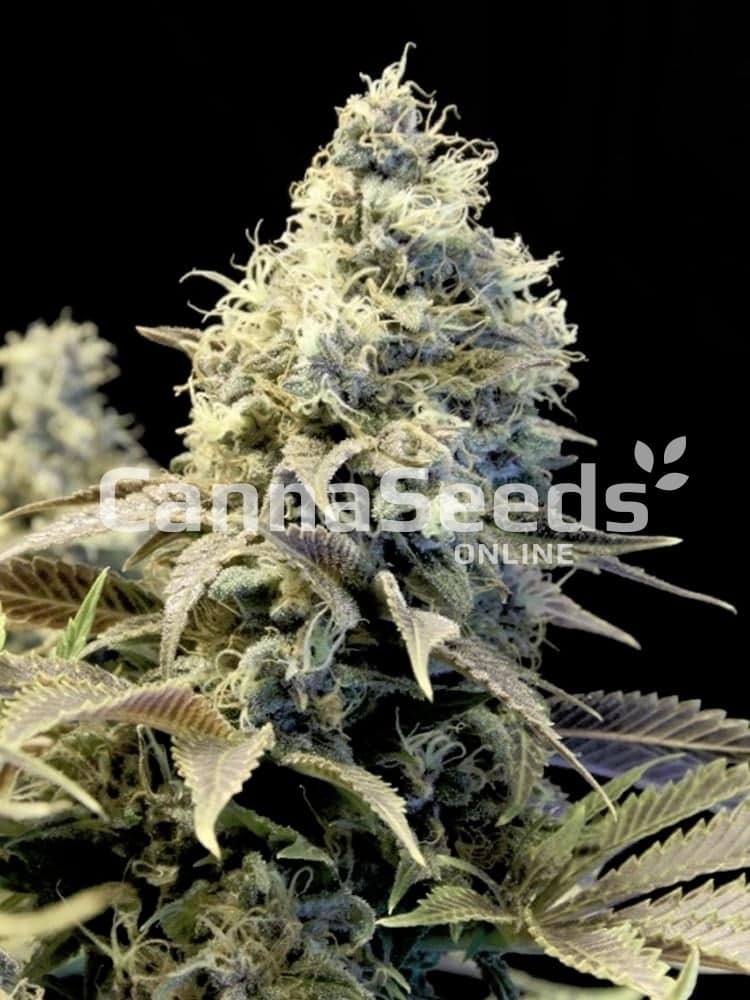 Northern Light Seeds Image