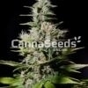 Nyc Diesel Seeds Image