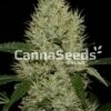 Og Kush Seeds Image