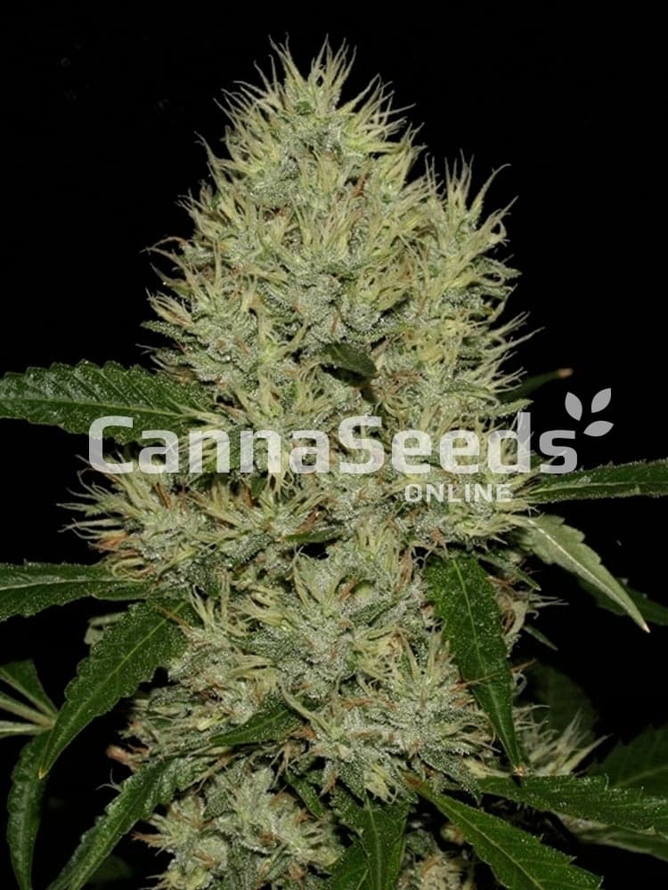 Og Kush Seeds Image
