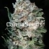 Pineapple Kush Seeds Image