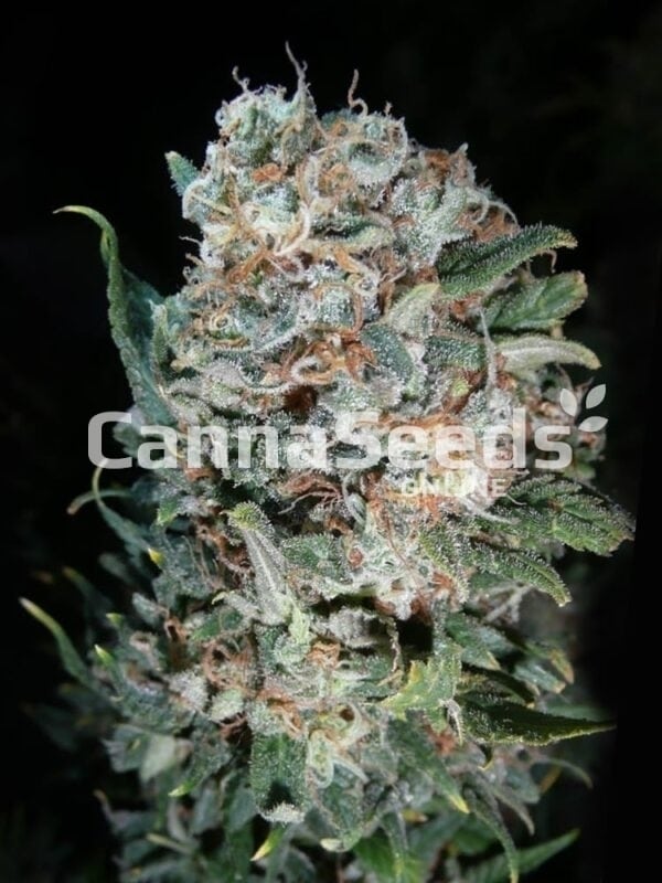 Pineapple Kush Seeds Image