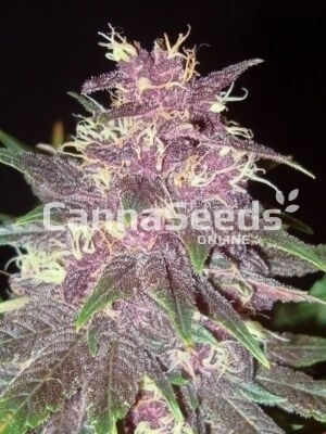 Purple Kush Seeds Image