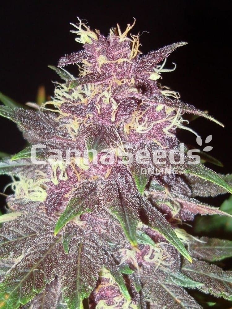 Purple Kush Seeds Image