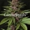 Purple Pleasure Seeds Image