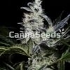 Skywalker Og Seeds Image