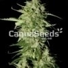 Sour Diesel Seeds Image