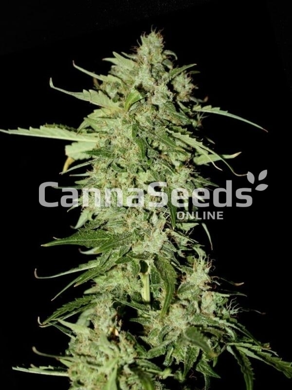 Sour Diesel Seeds Image
