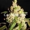 Strawberry Cough Seeds Image