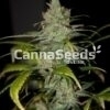 Super Lemon Haze Seeds Image