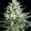 Super Nova Seeds Image