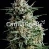 Super Skunk Seeds Image