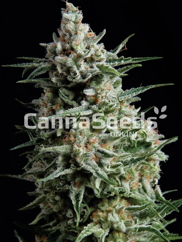 Super Skunk Seeds Image