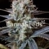 Trainwreck Seeds Image
