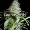 White Diesel Seeds Image