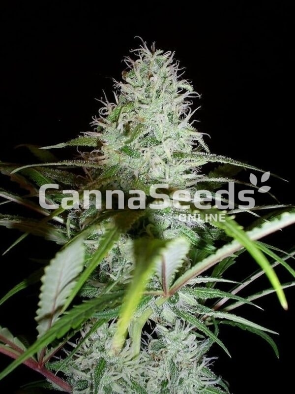 White Diesel Seeds Image