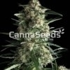 White Haze Seeds Image