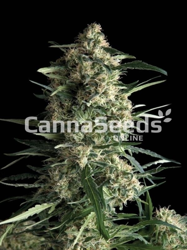 White Haze Seeds Image