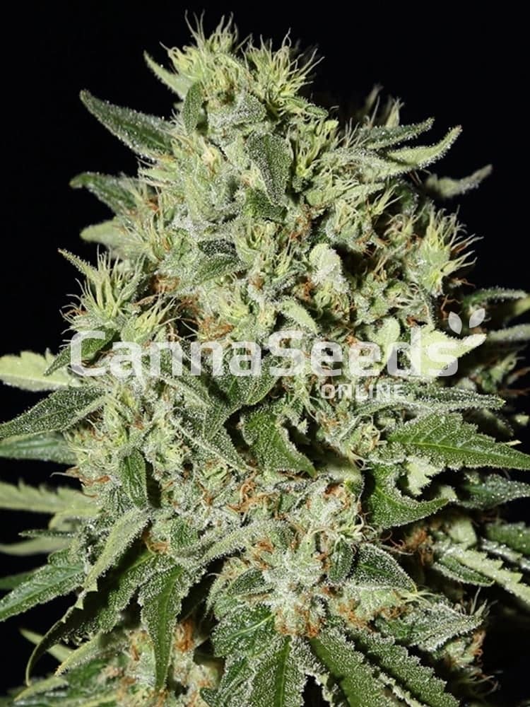 White Rhino Seeds Image