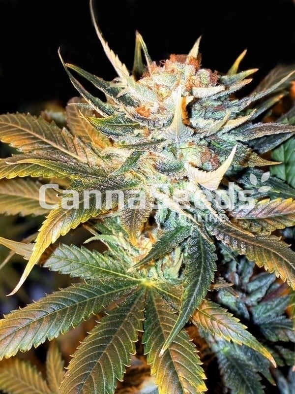 White Shark Seeds Image