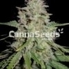 White Widow Seeds Image