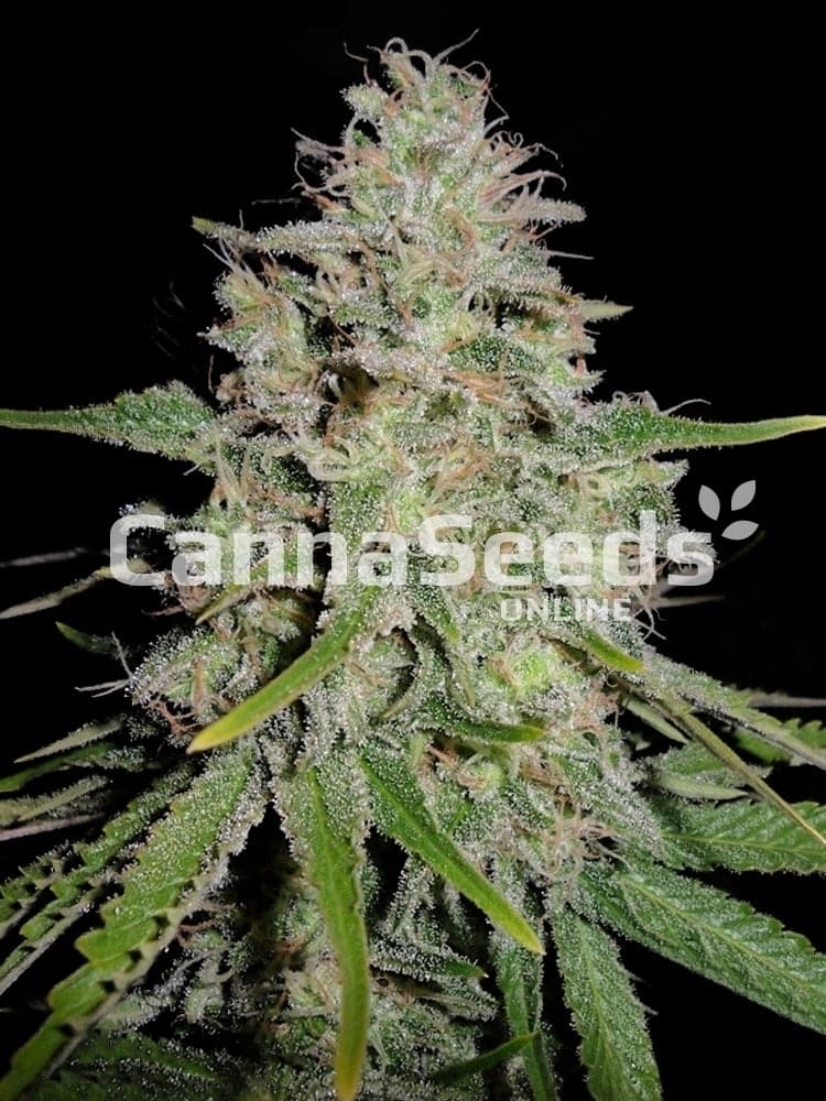 White Widow Seeds Image